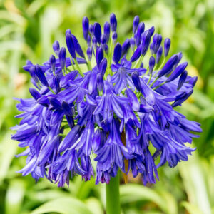 AGAPANTHUS BLUE FLOWER BULBS (PACK OF 10 PC)