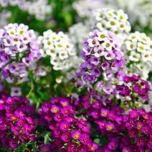 ALYSSUM FLOWER SEEDS