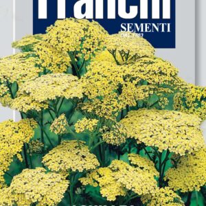 Achillea Filipendula Yellow