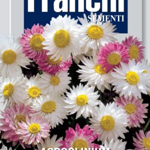 Acrolinium Double multicolour