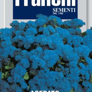 Agerato Blue Star - nano Rosa