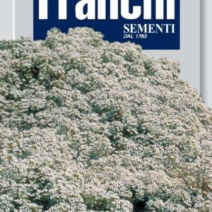 Alisso/Alyssum Dwarf "snow carpet"