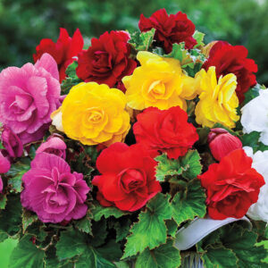 BEGONIA TUBEROUS MIX FLOWER BULBS (PACK OF 5 PC)