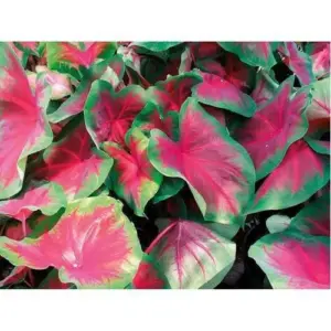 CALADIUM MIX FLOWER BULBS (PACK OF 2 PC)