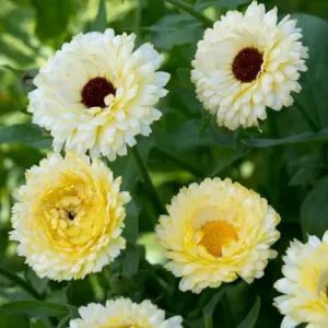 CALENDULA CREAMY WHITE FLOWER SEEDS