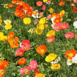 CALIFORNIA POPPY FLOWER SEEDS