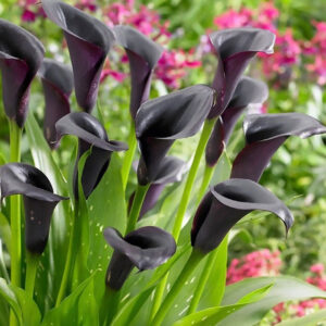 CALLA LILY BLACK FLOWER BULBS (PACK OF 10 PC)