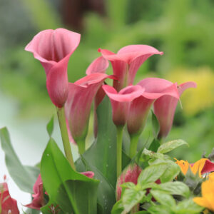 CALLA LILY PINK FLOWER BULBS (PACK OF 10 PC)