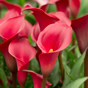 CALLA LILY RED FLOWER BULBS (PACK OF 10 PC)