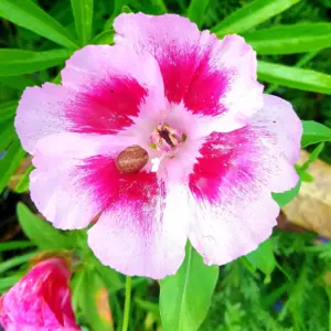 CLARKIA FLOWER SEEDS