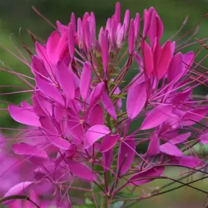 CLEOME VIOLET QUEEN FLOWER SEEDS (1)