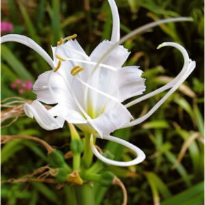 (COMBO PACK) CRINIUM WHITE, CRINIUM PINK, CRINIUM RED-2 PC