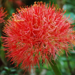 (COMBO PACK) FOOTBALL LILY, AMARYLLIS MIX, CALADIUM MIX, 2 PC