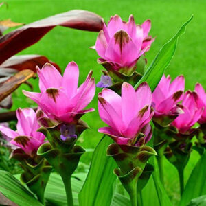 CORCUMA PINK FLOWER BULBS (PACK OF 2 PC)