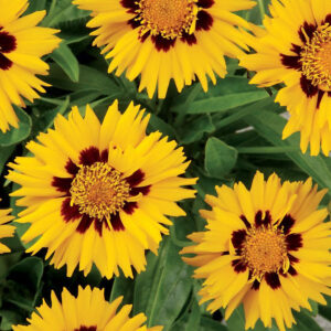 COREOPSIS FLOWER SEEDS