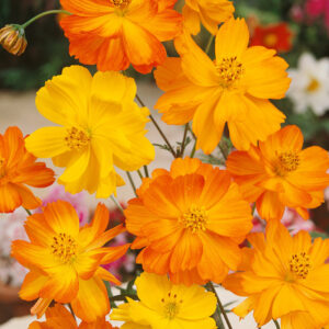 COSMOS BRIGHT LIGHT FLOWER SEEDS