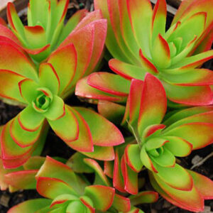 CRASSULA COMFIRE SUCCULENT PLANT (PACK OF 1 PLANT)