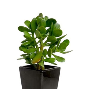 CRASSULA OVATA SUCCULENT (PACK OF 1 PLANT)