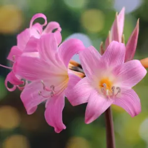 CRINIUM PINK FLOWER BULBS (PACK OF 10 PC)