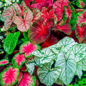 Caladium Mix Variety Flower Bulbs (2 Bulbs in a Pack)