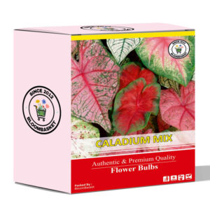 Caladium Mix Variety Flower Bulbs (2 Bulbs in a Pack)