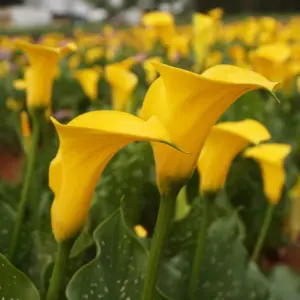 Calla Lily imported flower bulbs (pack of 1 pc)