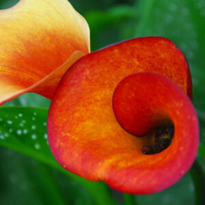 Calla Lily imported flower bulbs (pack of 1 pc)