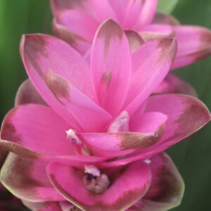 Curcuma Pink Variety Flower Bulbs (2 Bulbs in a Pack)