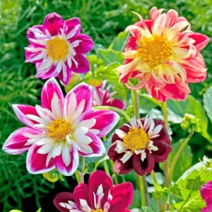 DAHILA TOP STAR FLOWER SEEDS