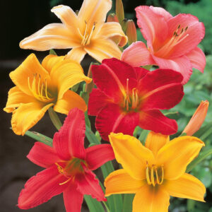 DAY LILY MIX FLOWER BULBS (PACK OF 10 PC)
