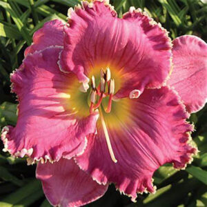 DAY LILY PINK FLOWER BULBS (PACK OF 10 PC)