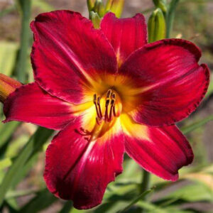 DAY LILY RED FLOWER BULBS (PACK OF 10 PC)