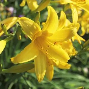 DAY LILY YELLOW FLOWER BULBS (PACK OF 10 PC)