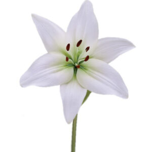 EUCARISH FLOWER BULBS (PACK OF 10 PC)