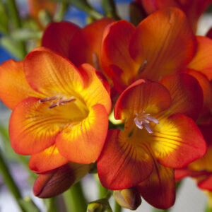 Freesia Orange Variety Flower Bulbs (2 Bulbs in a Pack)