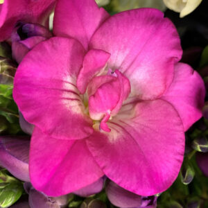Freesia Pink Variety Flower Bulbs (2 Bulbs in a Pack)