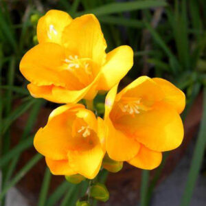 Freesia Yellow Variety Flower Bulbs (2 Bulbs in a Pack)