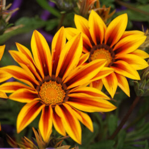 GAZANIA FLOWER SEEDS