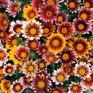 GAZANIA STARLIGHT FLOWER SEEDS