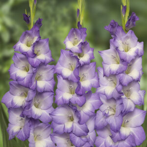 GLADIOLUS-BLUE STORM, VARIETY FLOWER BULBS (PACK OF 10 PCS)
