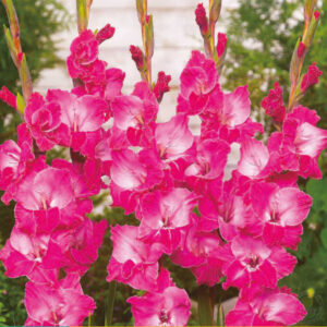 GLADIOLUS- FAIRY TALE PINK, VARIETY FLOWER BULBS (PACK OF 5 PCS)
