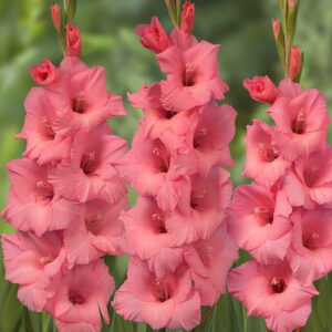 GLADIOLUS-FORTAROSA, VARIETY FLOWER BULBS (PACK OF 10 PCS)