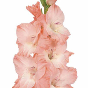 GLADIOLUS-KARMA, VARIETY FLOWER BULBS (PACK OF 20 PCS)