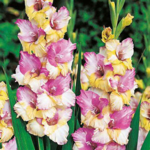 GLADIOLUS-MON AMOR, VARIETY FLOWER BULBS (PACK OF 10 PCS)