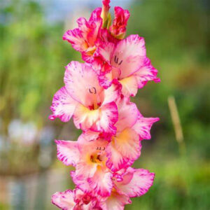 GLADIOLUS-PRISCILLA, VARIETY FLOWER BULBS (PACK OF 10 PCS)
