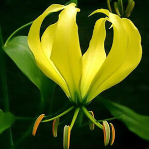 GLORISHA YELLOW FLOWER BULBS (PACK OF 10 PC)