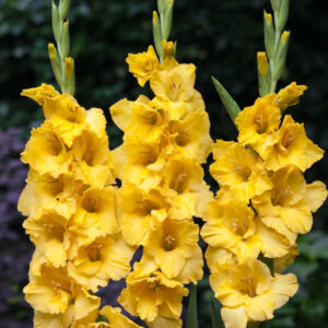 Gladiolus Yellow Variety Flower Bulbs (2 Bulbs in a Pack)