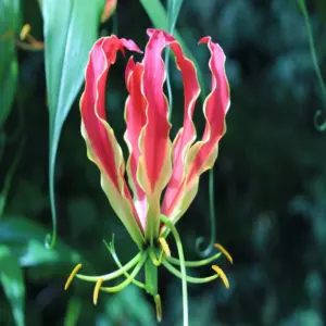 Gloriosa Flame Lily Red Flower Bulbs 2 Bulbs in a Pack