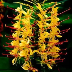 HEDYSCHUM YELLOW FLOWER BULBS (PACK OF 2 PC)