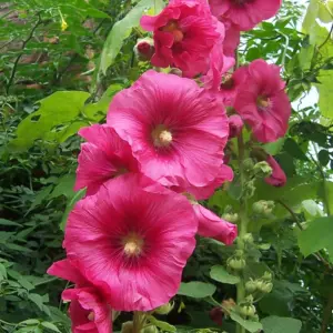 HOLLYHOCKS FLOWER SEEDS (1)